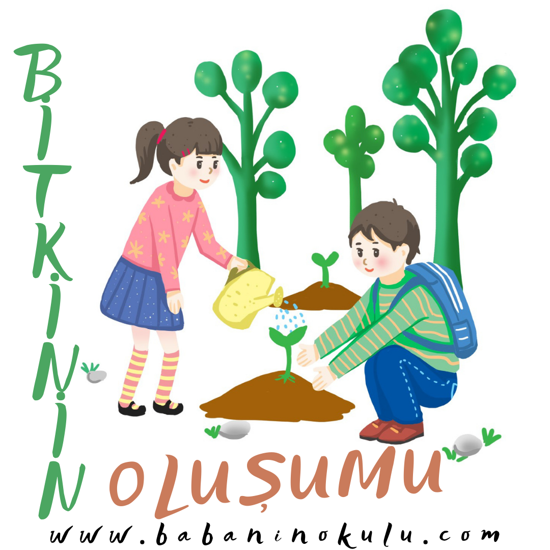 BİTKİNİN OLUŞUMU