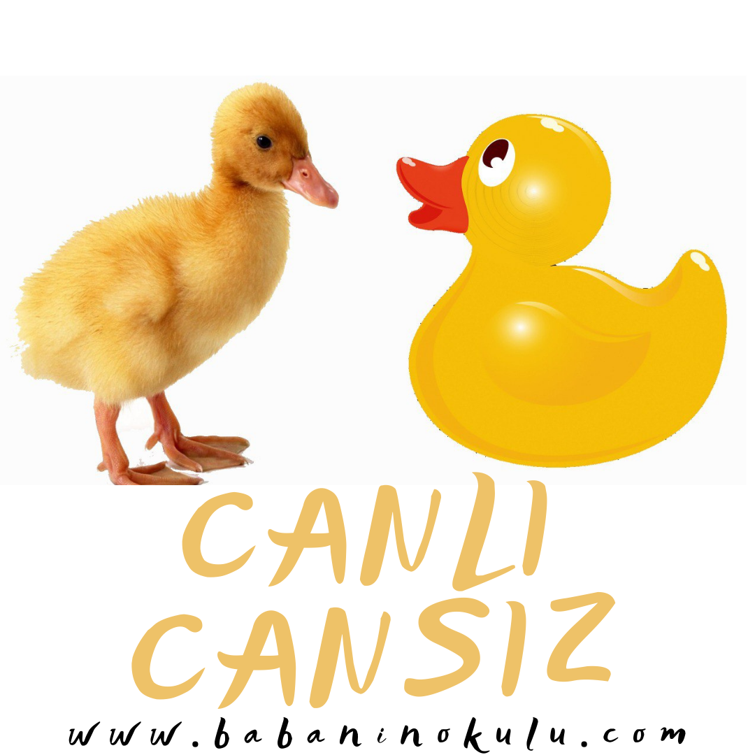 CANLI – CANSIZ